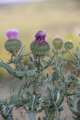 Cirsium ciliatum