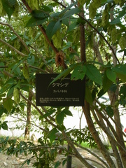 Carpinus japonica