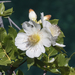 Eucryphia glutinosa - Photo (c) Claudio Maureira, some rights reserved (CC BY-NC-SA), uploaded by Claudio Maureira
