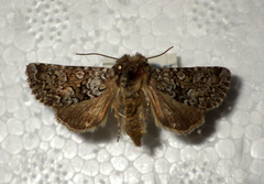 Hadena tephroleuca