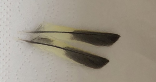 Plume de Tarin des aulnes