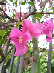 Bougainvillea