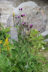 Cirsium dealbatum