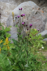 Cirsium dealbatum