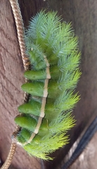 Automeris bilinea
