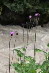 Cirsium dealbatum
