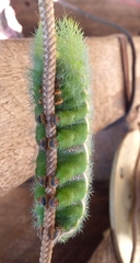 Automeris bilinea