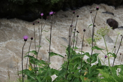 Cirsium dealbatum