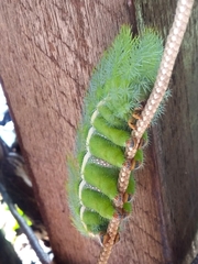 Automeris bilinea