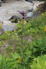 Cirsium dealbatum