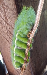 Automeris bilinea
