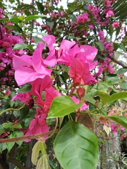 Bougainvillea