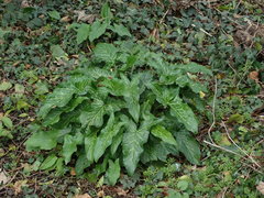 Arum italicum italicum