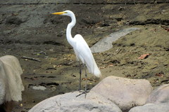 Ardea alba