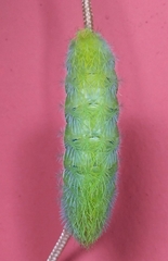 Automeris bilinea