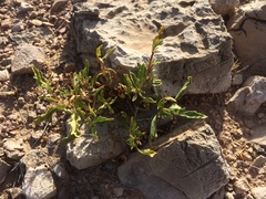 Chamaesaracha pallida