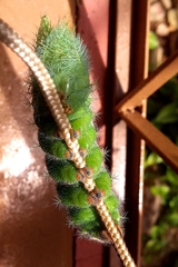 Automeris bilinea