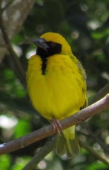 Ploceus cucullatus spilonotus