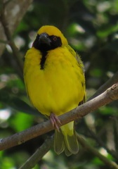 Ploceus cucullatus spilonotus