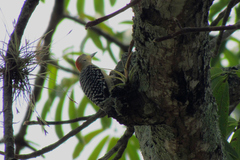 Melanerpes rubricapillus