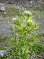 Cirsium echinus
