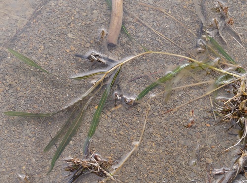 Potamogeton biformis