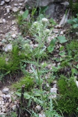 Cirsium echinus
