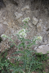 Cirsium echinus