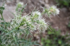 Cirsium echinus