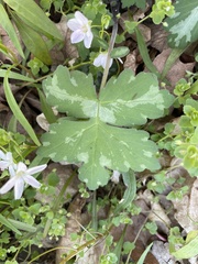 Hydrophyllum appendiculatum