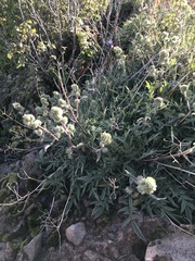 Phacelia egena
