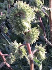 Phacelia egena