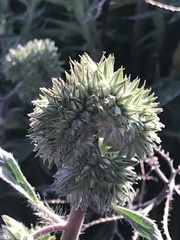 Phacelia egena