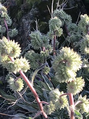 Phacelia egena
