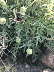 Phacelia egena