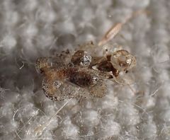 Corythucha incurvata