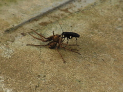 Anoplius samariensis