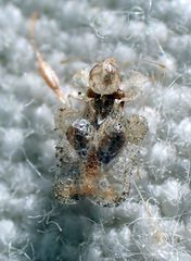 Corythucha incurvata