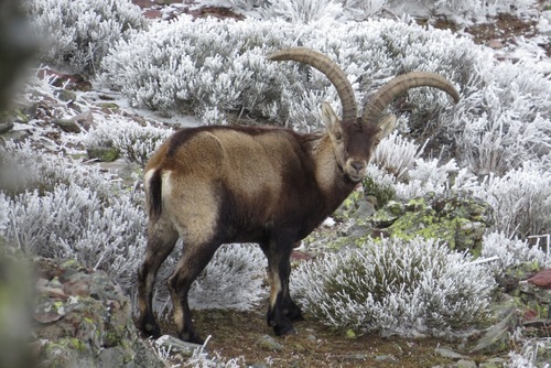 Iberian Ibex