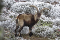 Spanish Ibex photo 5