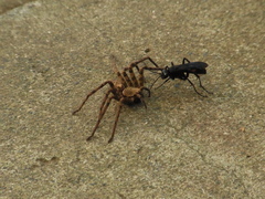 Anoplius samariensis