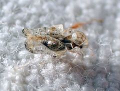 Corythucha incurvata