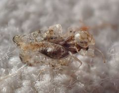 Corythucha incurvata