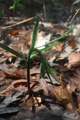Fritillaria alfredae