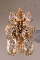 Corythucha incurvata