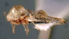 Corythucha incurvata