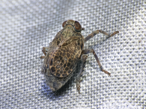 Nubithia