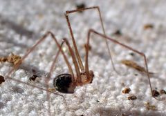 Psilochorus apicalis