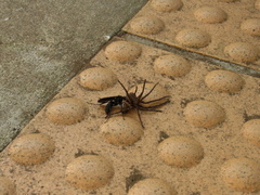 Anoplius samariensis