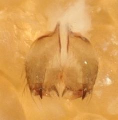 Psilochorus apicalis